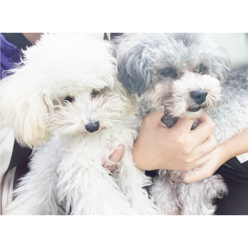 生徒が撮影したモデル犬♪②